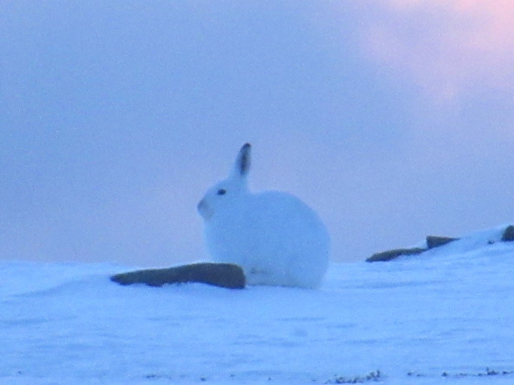 ARCTIC ENCOUNTERS – part 2 of&nbsp;3