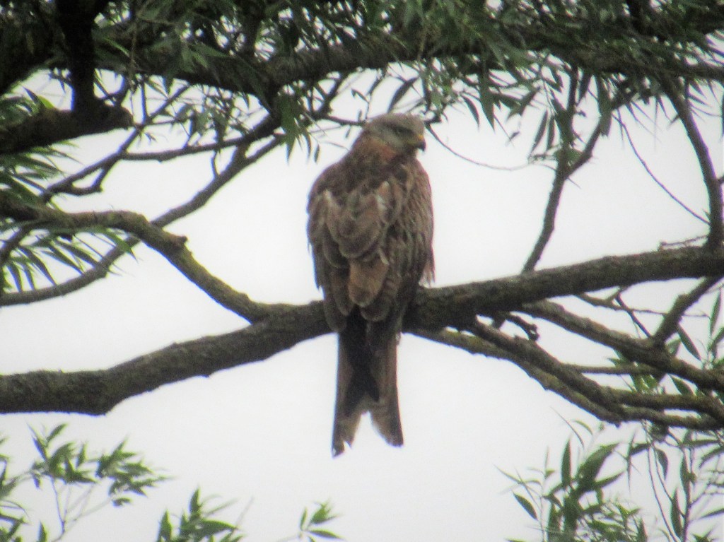 HIKING THE RIDGEWAY – day 5 of&nbsp;6