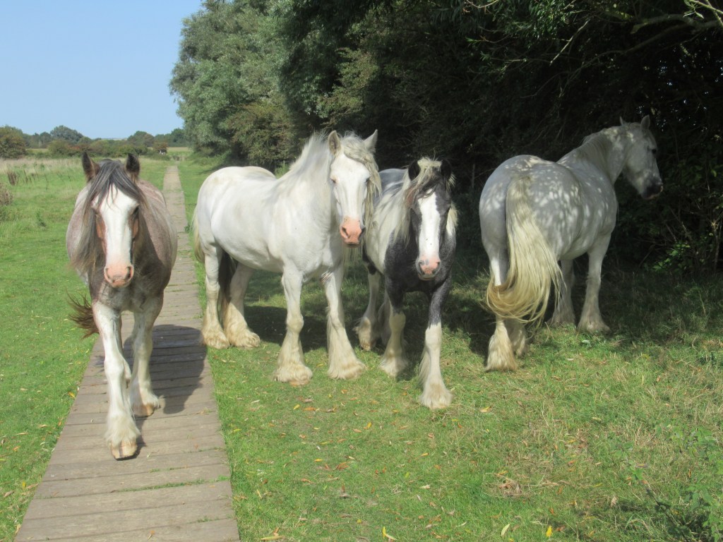 BRITISH COAST WALK – DAY&nbsp;103