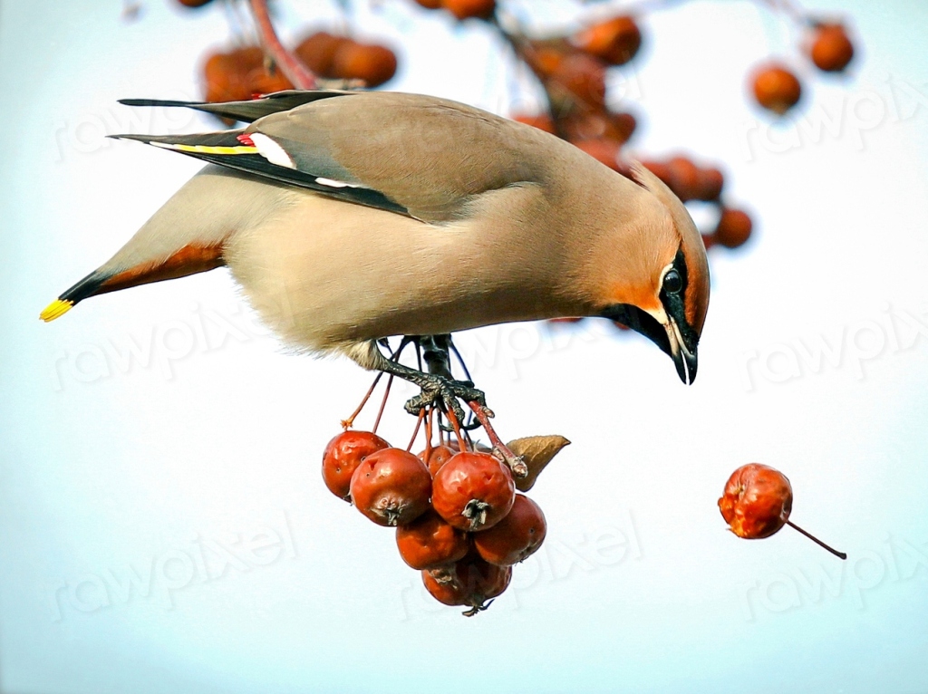 A CONGREGATION OF WAXWINGS