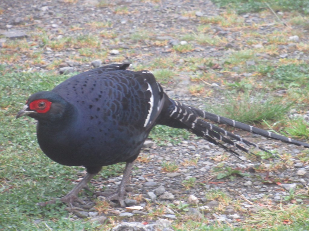 TAIWAN BIRDING DIARY 2024 – Part 1: Mountain&nbsp;Birding