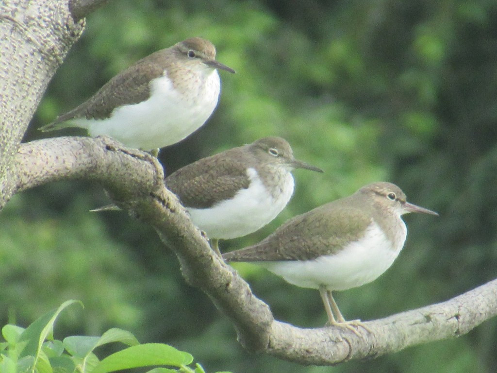 TAIWAN BIRDING DIARY 2024 – Part 2: Lowland&nbsp;Birding