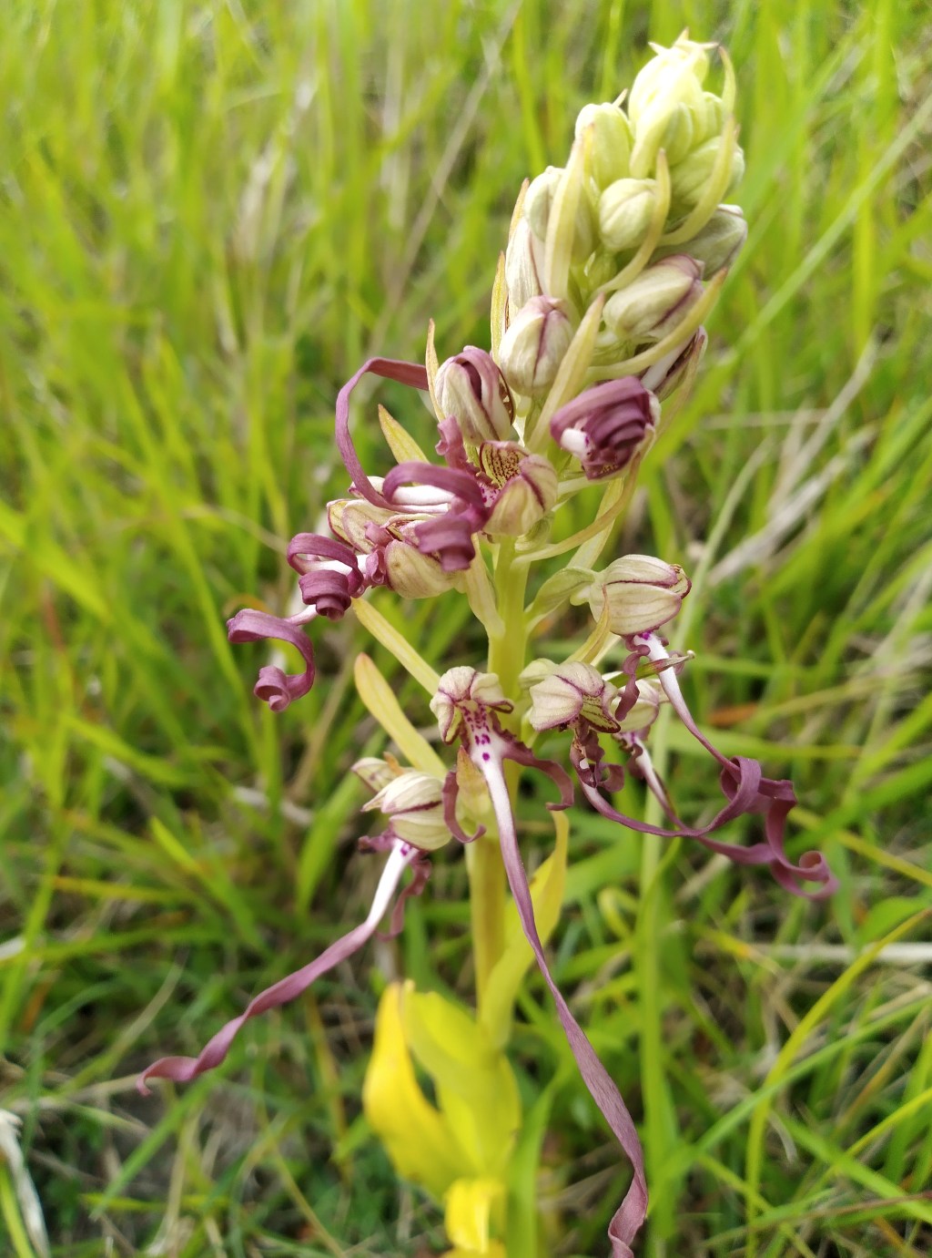 ORCHIDS OF DEVIL’S&nbsp;DYKE